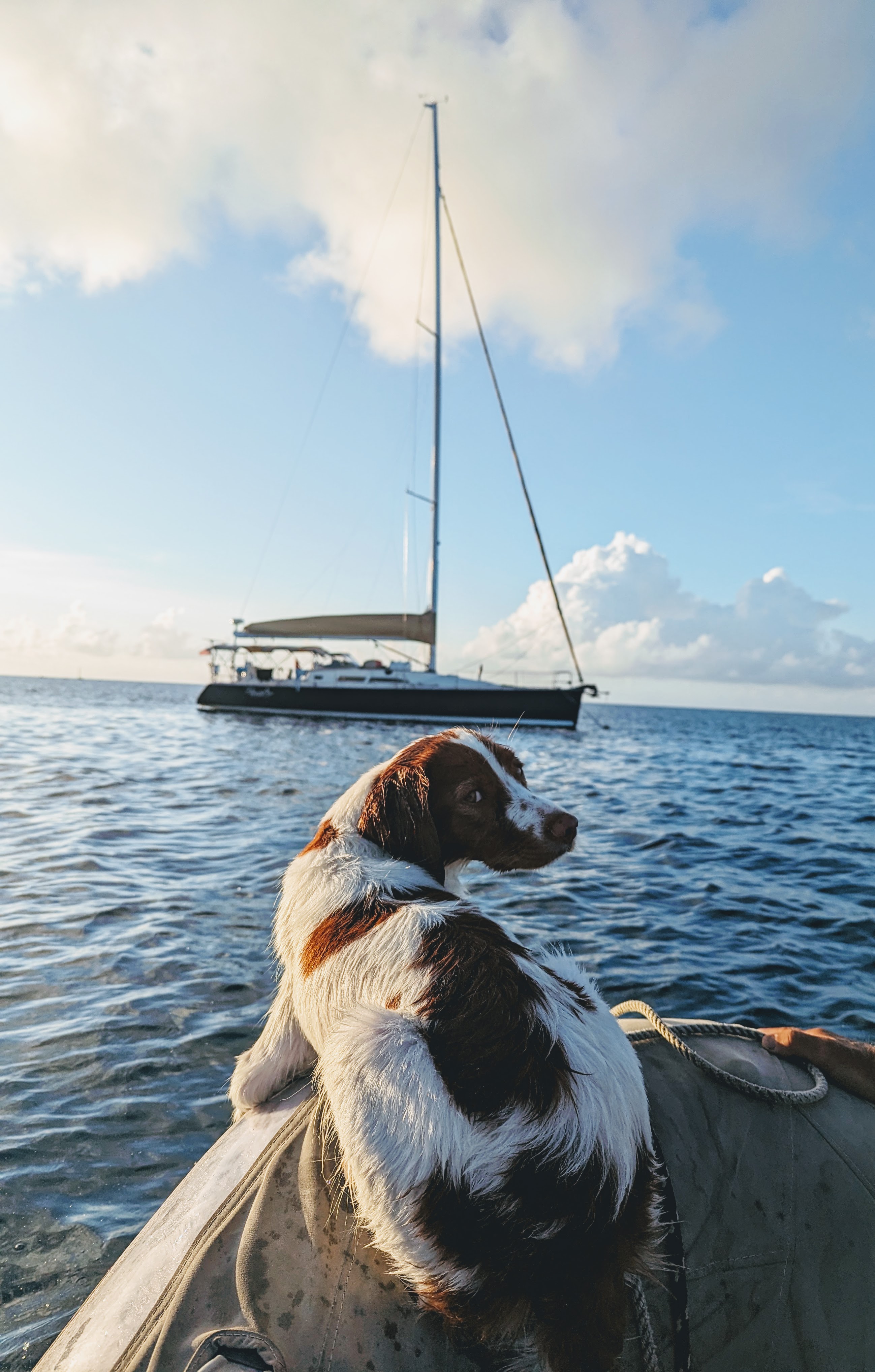Dog riding in a dinghy with sailboat anchored in calm waters behind